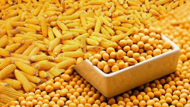 【最智慧商学院】玉米大豆联手走高 饲料需求将超预期？养殖业大呼伤不起